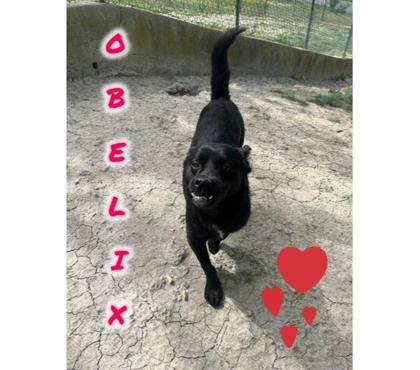 animali in adozione Vercelli e provincia Vercelli - Foto di Vivastreet.it OBELIX 4anni un concentrato di allegria- tg piccola