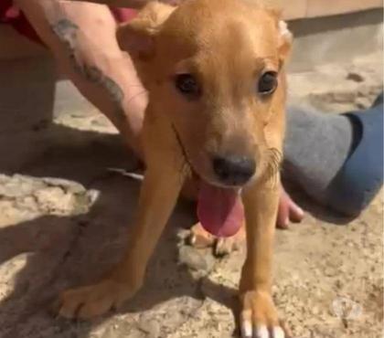 cuccioli in regalo Lodi e provincia Lodi - Foto di Vivastreet.it Cucciolo adozione del cuore