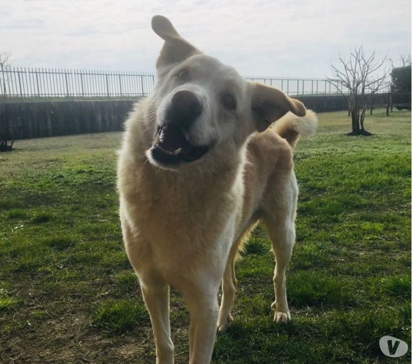Charlie Strepitoso Incrocio Labrador Da Adottare Subito Monza