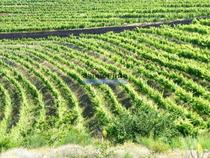 Propriedade de 14ha com Vinha no Douro. Portugal, S. João da