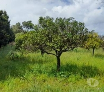 Terrenos Setúbal - Fotos para Azeitão Vendas Azeitão Terreno 1700m2 para 2 Moradias
